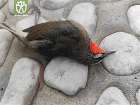 鸟死了怎么办|挽救撞上玻璃的鸟，除了贴贴纸，还可以这么做